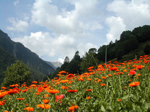 calendula-bellino2